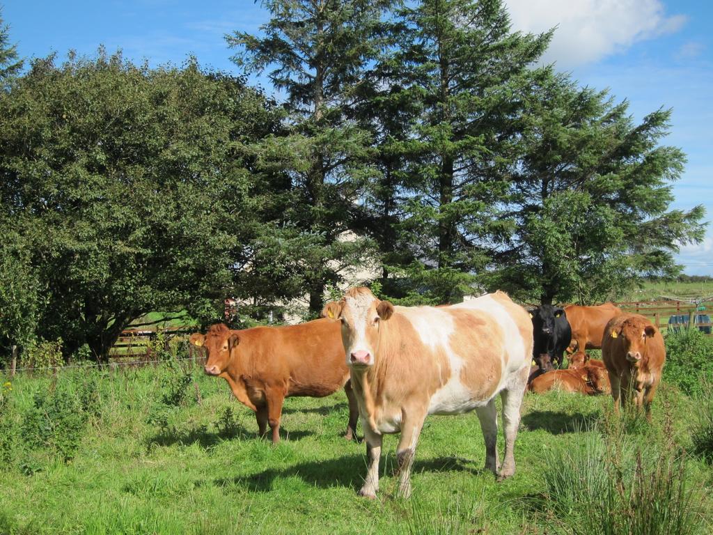 Burren Glamping Kilfenora Exterior foto